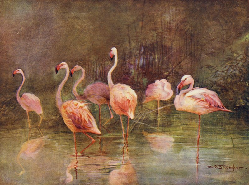 Flamants roses - Charles (after) Whymper