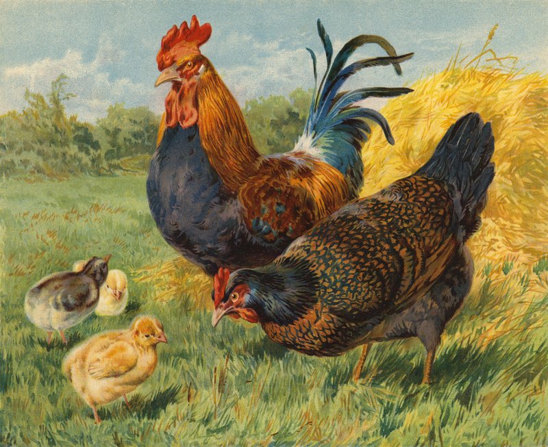 Poulets - Charles Collins