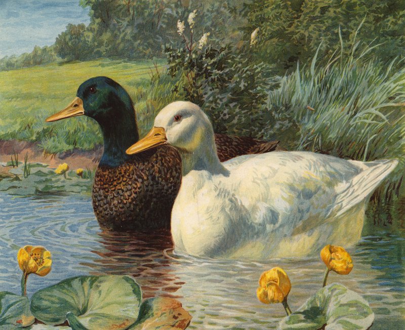Canards - Charles Collins