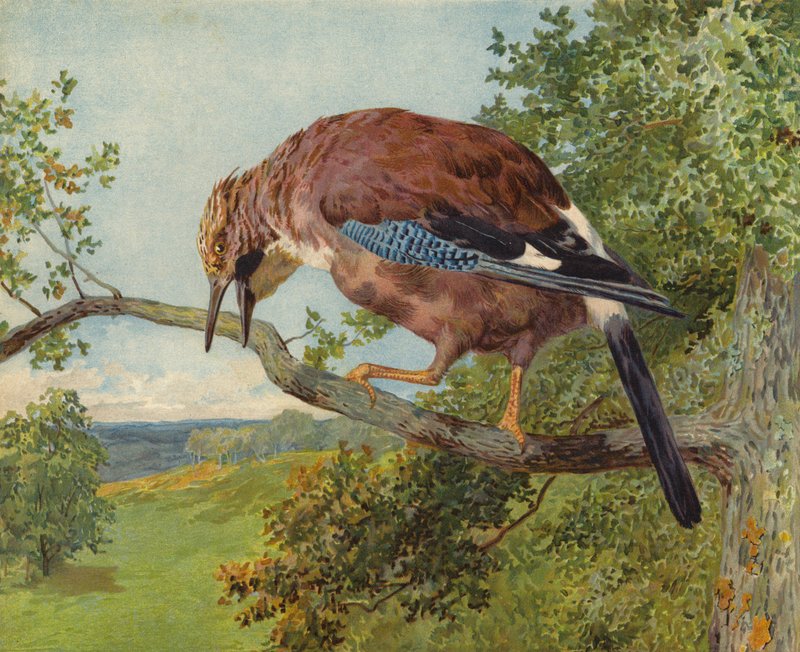 Geai des chênes (chromolithographie) - Charles Collins