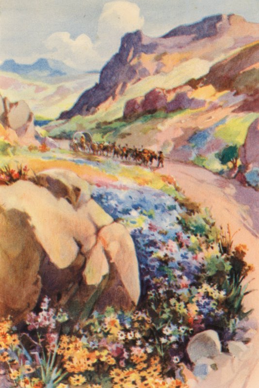 Afrique du Sud: Fleurs de Namaqualand - Charles Ernest Peers