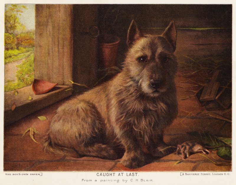 Enfin Attrapé - Charles Henry Blair