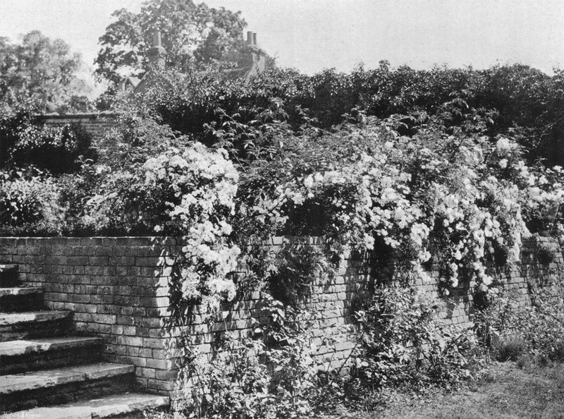 Roses en Grappe - Charles Latham