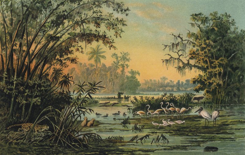 Faune sur le moyen Orénoque, Venezuela - Christian Anton Goering