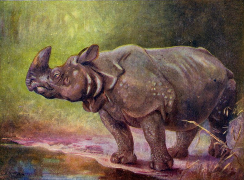 Au Zoo : Rhinocéros - Cuthbert Edmund Swan