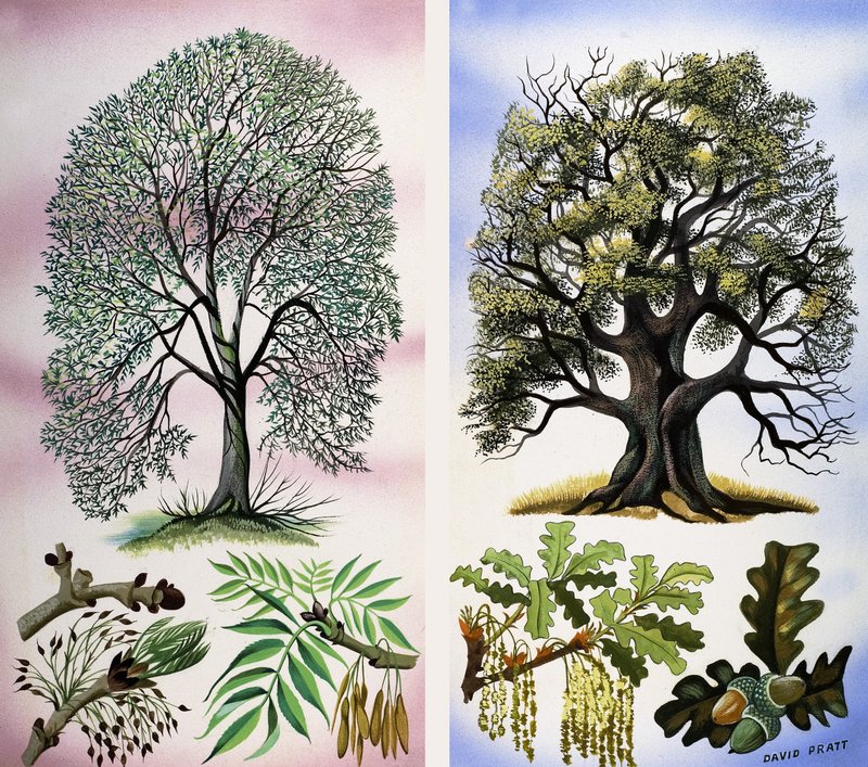 Des arbres visibles - David Pratt