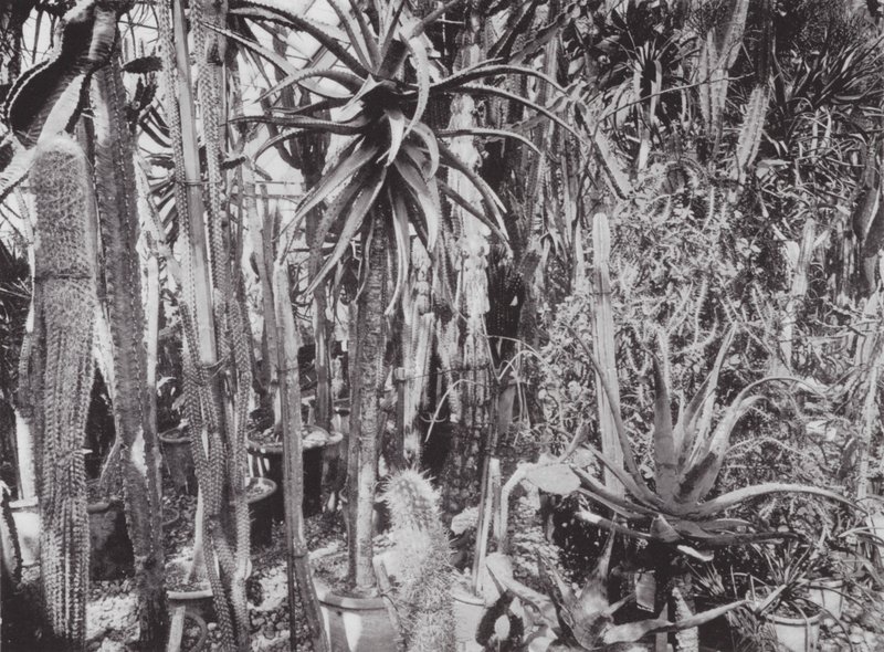 Jardins de Kew, vers 1900 (photo n/b) - E. J. Wallis