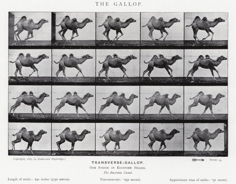 Eadweard Muybridge : Le Galop - Eadweard Muybridge