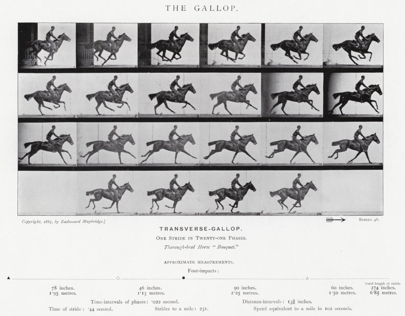 Eadweard Muybridge : Le Galop (photo n/b) - Eadweard Muybridge
