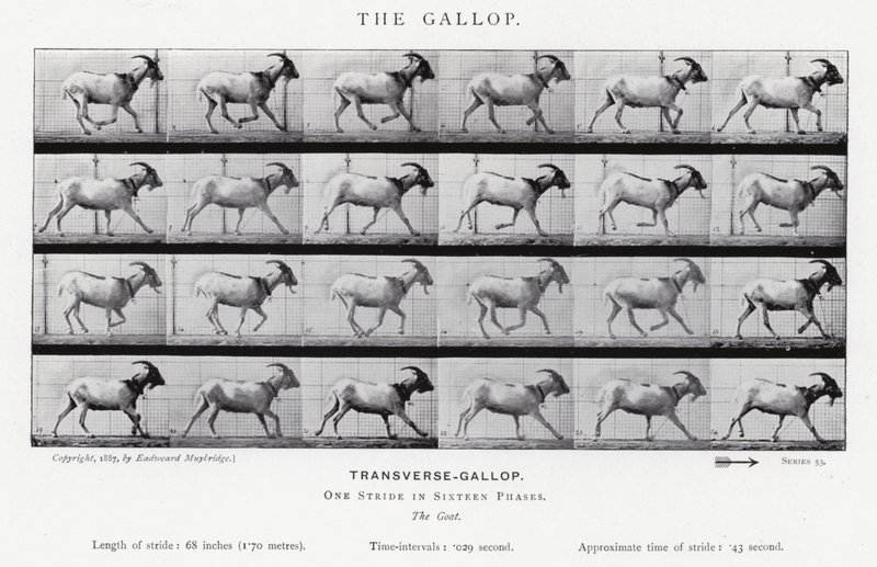 Eadweard Muybridge : Le Galop (photo n/b) - Eadweard Muybridge
