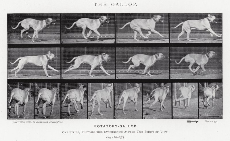 Eadweard Muybridge : Le Galop (photo n/b) - Eadweard Muybridge