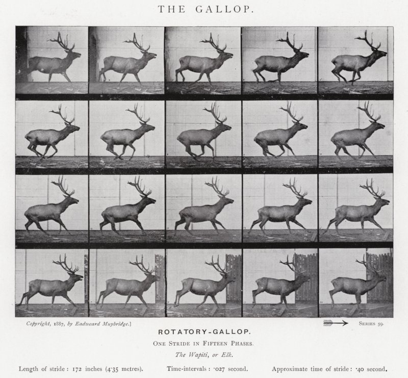 Eadweard Muybridge : Le Galop (photo n/b) - Eadweard Muybridge