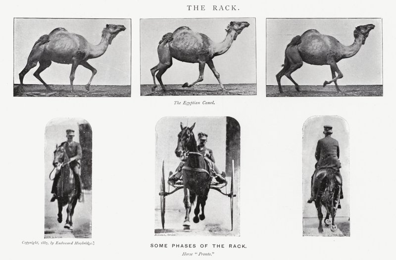 Le Rack - Eadweard Muybridge