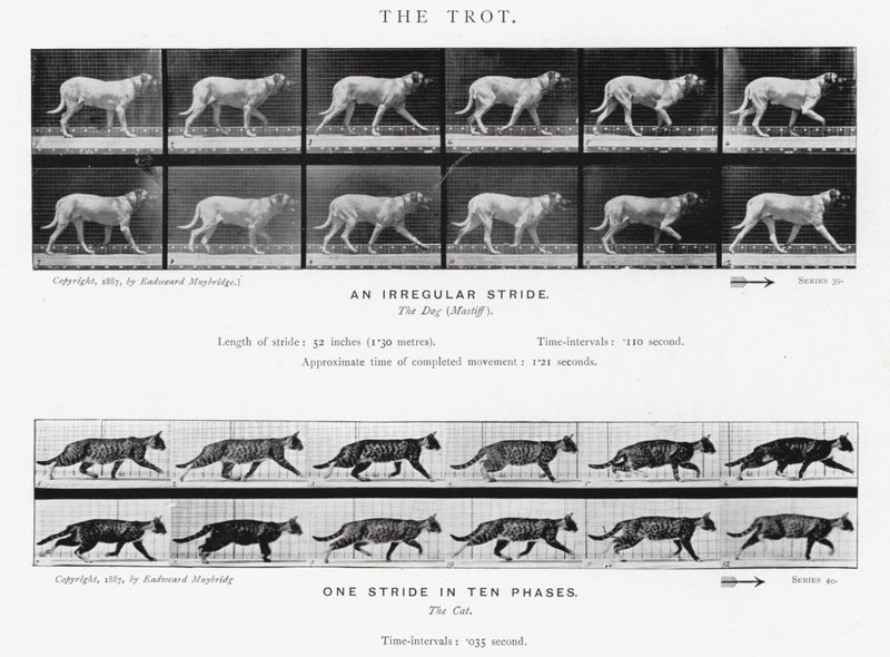 Le Trot - Eadweard Muybridge