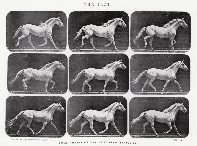 Le Trot - Eadweard Muybridge