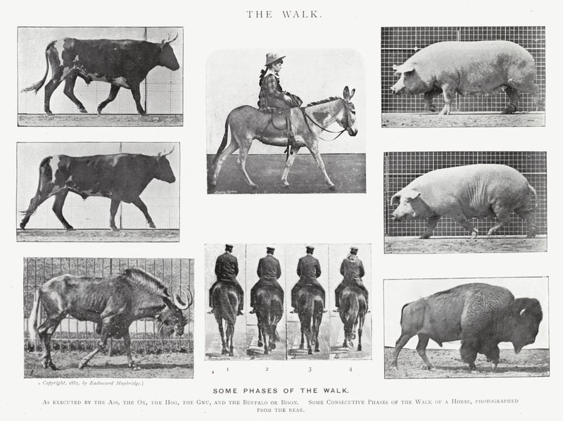 Eadweard Muybridge : La Marche - Eadweard Muybridge