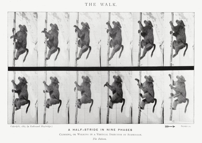 Eadweard Muybridge : La Marche - Eadweard Muybridge