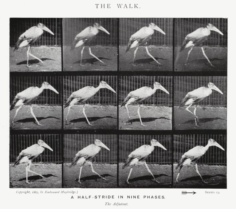 La Marche - Eadweard Muybridge