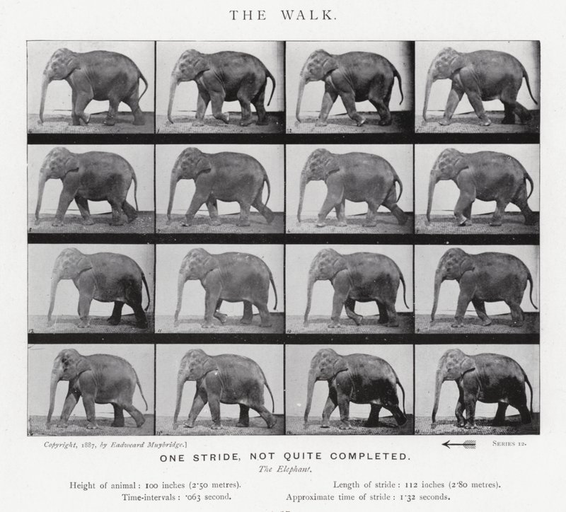La Marche - Eadweard Muybridge
