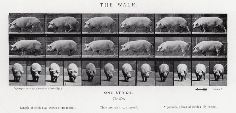 La Marche - Eadweard Muybridge