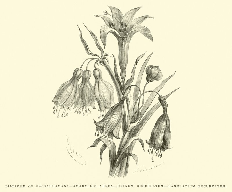 Liliacées de Sacsahuaman, Amaryllis aurea, Crinum urceolatum, Pancratium recurvatum - Edouard Riou