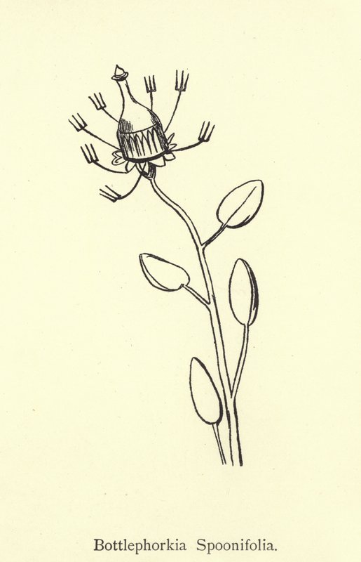 Bottlephorkia Spoonifolia - Edward Lear