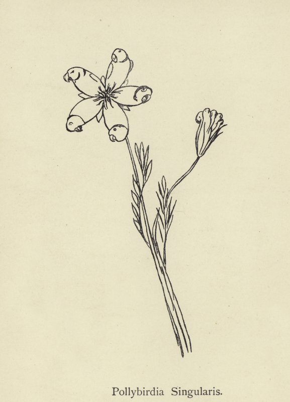 Pollybirdia Singularis - Edward Lear