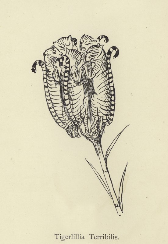Tigerlillia Terribilis - Edward Lear