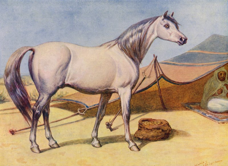 Cheval arabe - Edward Brice Montefiore