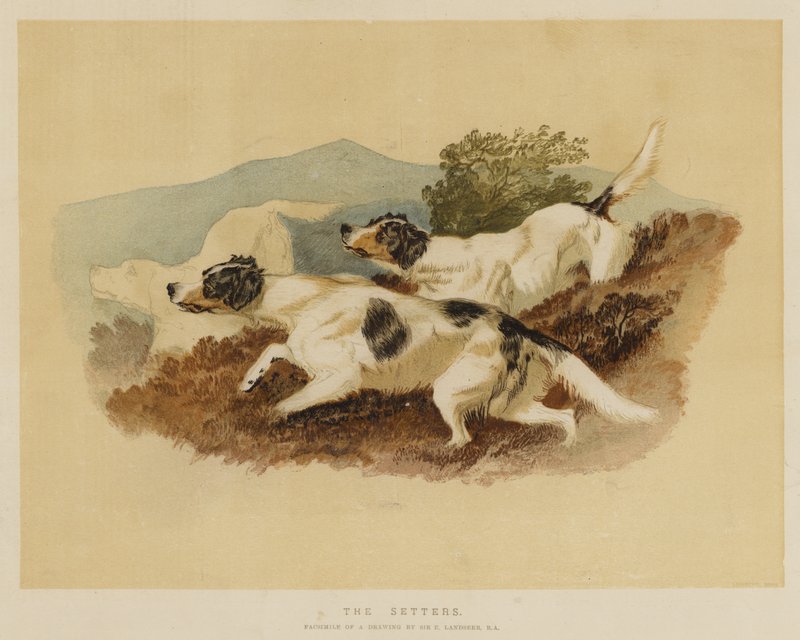 Les Setters - Edwin Landseer