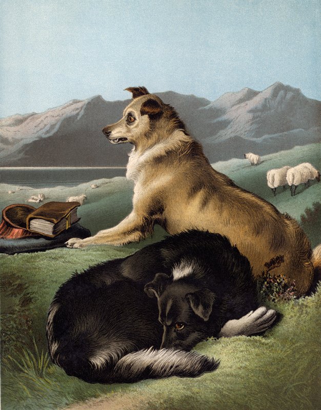 Chiens colley - Edwin after Landseer
