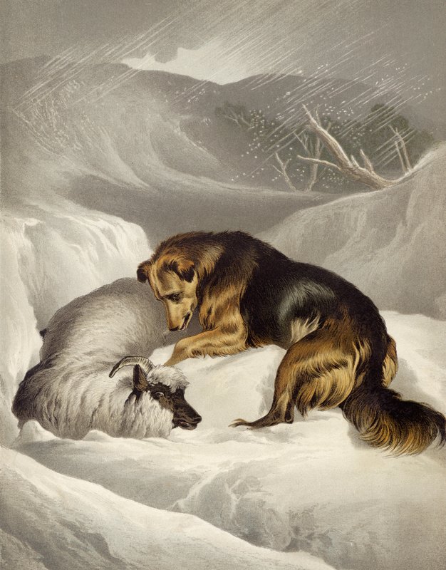 Sauvetage de moutons - Edwin after Landseer