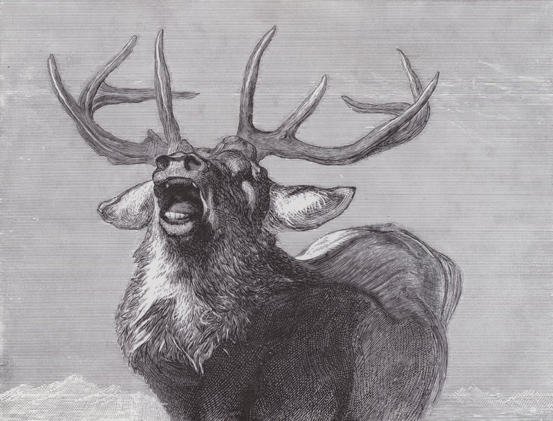 Un Défi - Edwin (after) Landseer