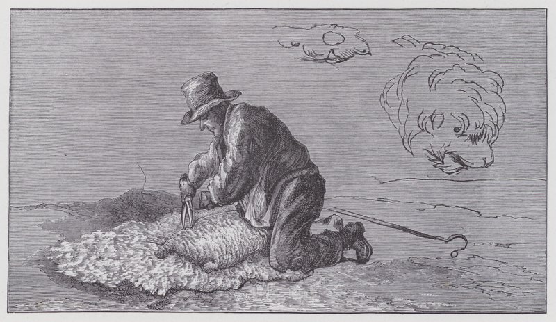 Tonte des moutons - Edwin (after) Landseer