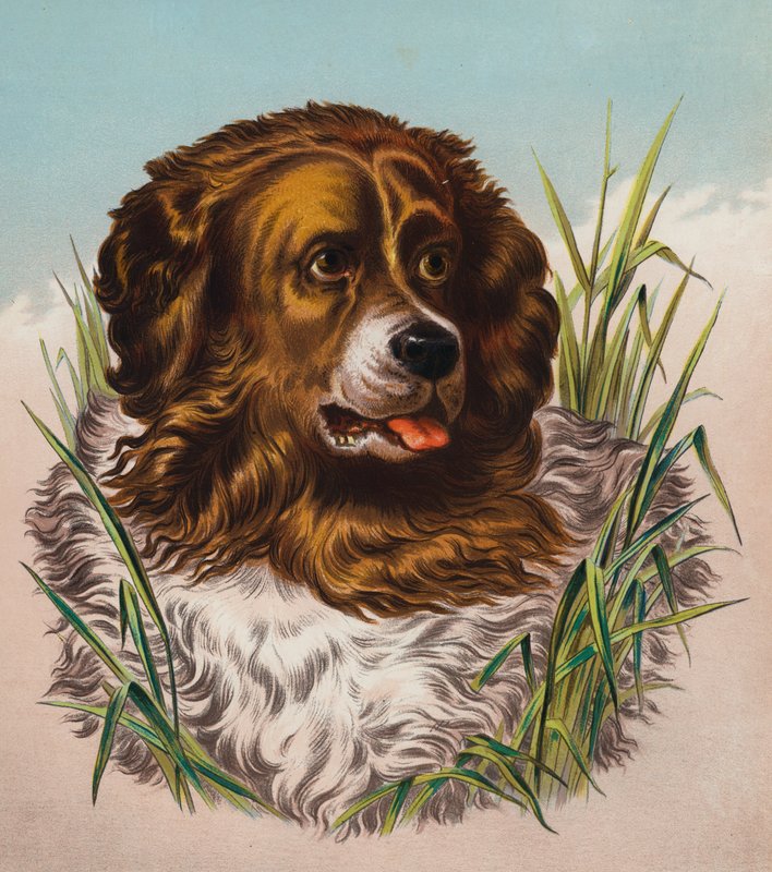 Le Terre-Neuve - Edwin (after) Landseer