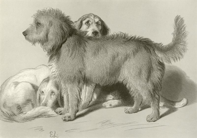Les trois chiens - Edwin Landseer