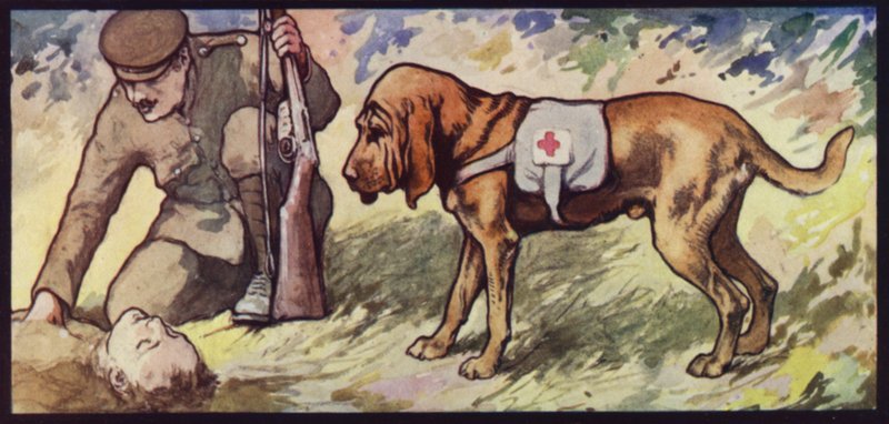Chien de sang ambulance - Edwin Noble