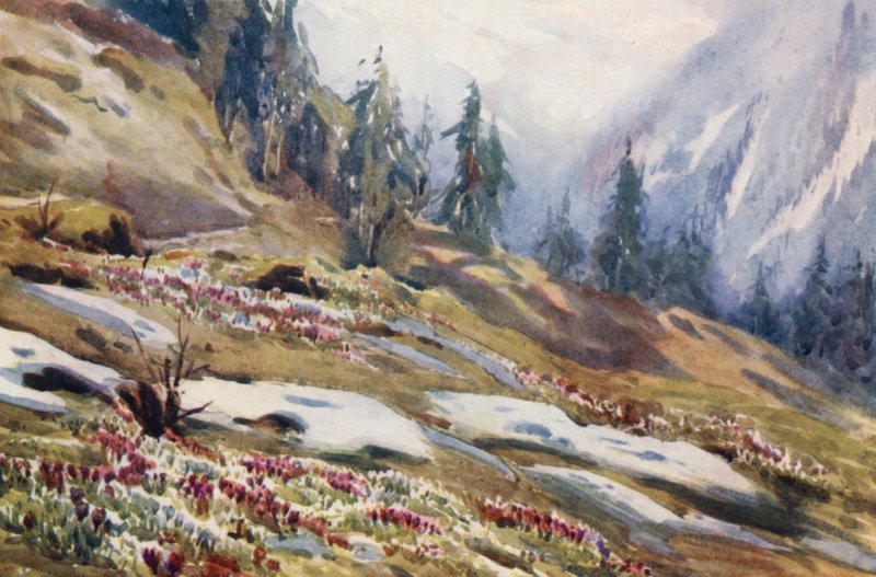 Suisse - Effie Jardine