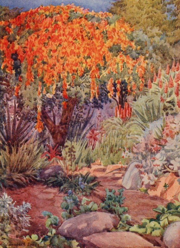 Orange Bignonia venusta, Woodley, Durban (lithographie couleur) - Elizabeth Drake
