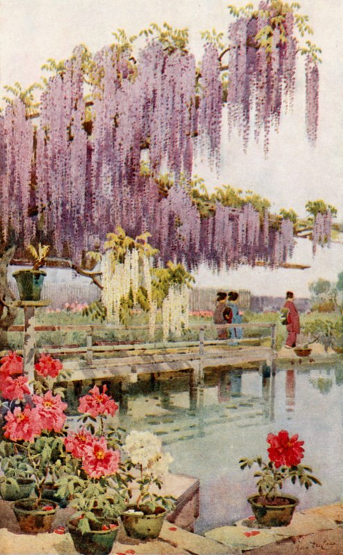 Un jardin de pivoines - Ella Du Cane
