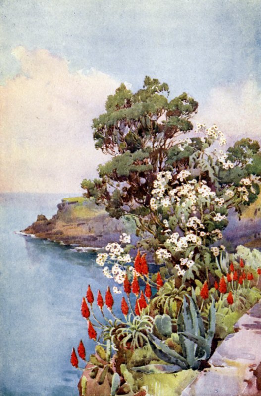 Aloès et arbre marguerite (lithographie en couleur) - Ella Du Cane