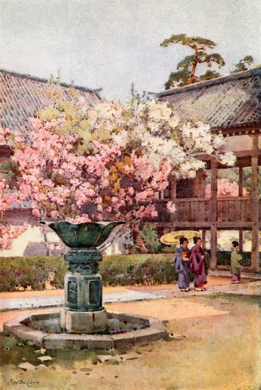 Fleurs de cerisier, temple Chion-in - Ella Du Cane