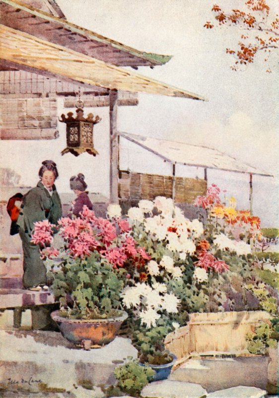 Chrysanthèmes - Ella Du Cane