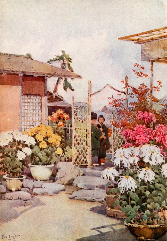 Chrysanthèmes, Kyoto - Ella Du Cane