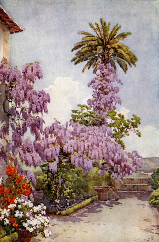 Glycine, Quinta Da Levada - Ella Du Cane