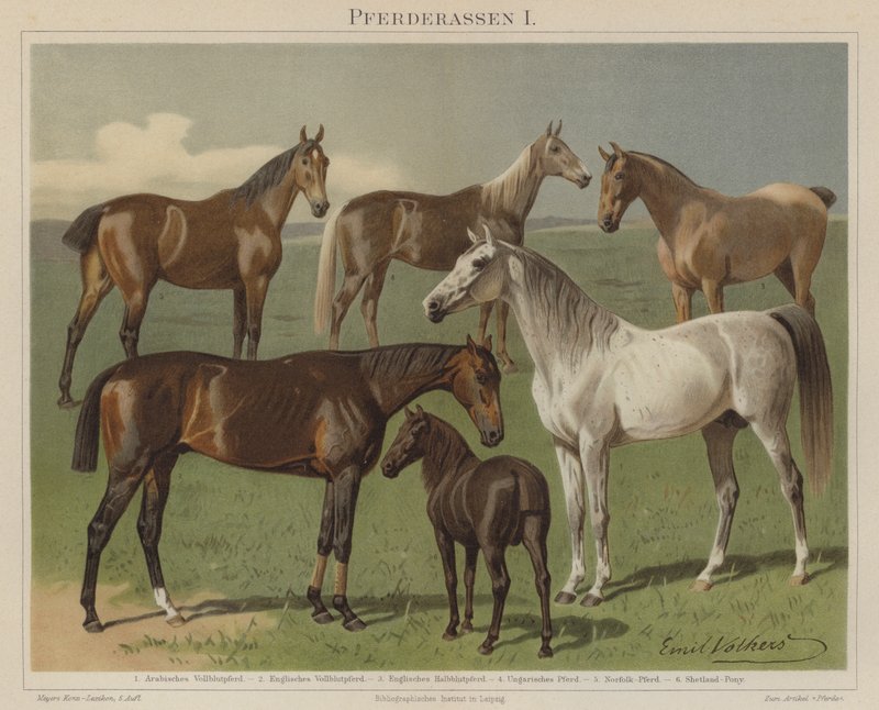 Races de chevaux - Emil Volkers