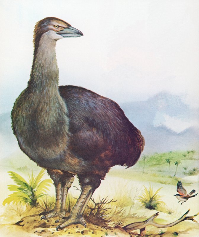 Oiseau-éléphant de Madagascar - English School