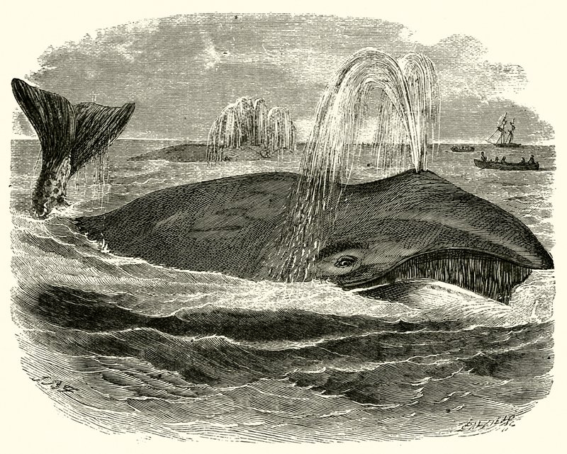 Baleine du Groenland - English School