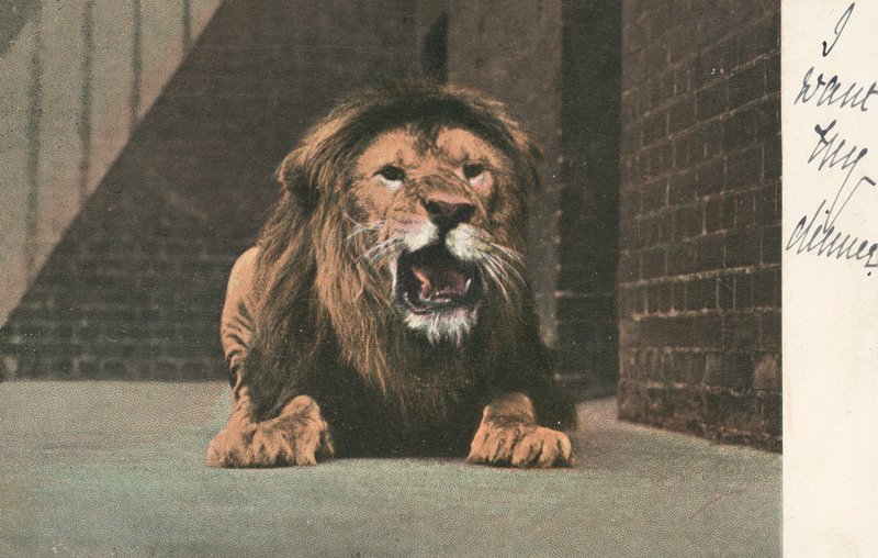 Lion au zoo, grondant - English School