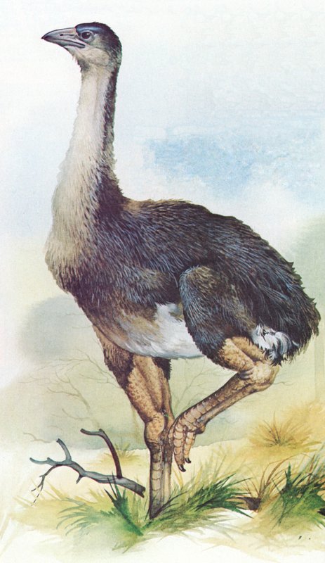 Moa, Dinornis Maximus, de Nouvelle-Zélande, disparu vers 1850 - English School